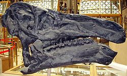 Iguanodon skull.