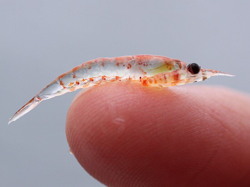 File:Krill on finger.jpg