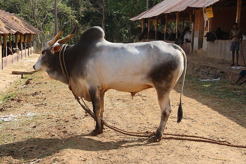 File:Krishna Valley bull.jpg