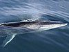 A Fin Whale surfaces in the Kenai Fjords, Alaska