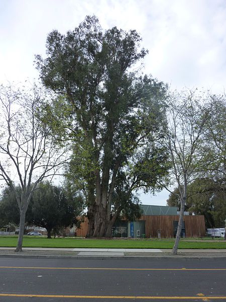 File:Large Eucalyptus Globulus.JPG