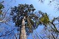 Crown of mature Pinus glabra