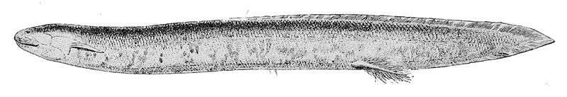 File:Lepidosiren paradoxa2.jpg