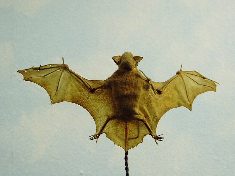 File:Lesser Bamboo Bat.JPG