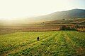 Ancient vineyards of Lilienfelderhof and neighbours