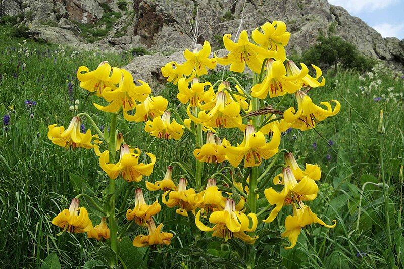 File:Lilium armenum.jpg