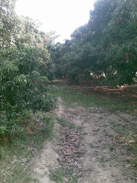 File:Litchi Orchards.jpg