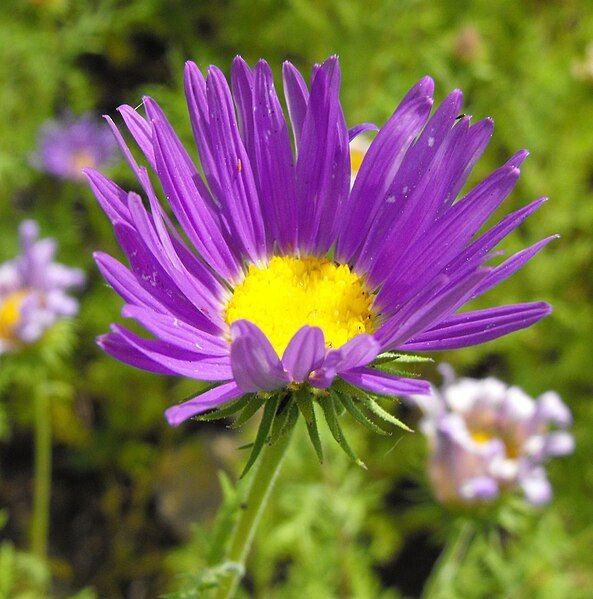 File:Machaeranthera tanacetifolia 001.jpg