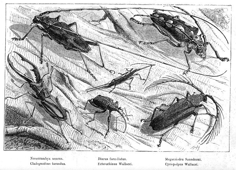 File:Malay Archipelago Beetles.jpg