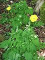 Papaver cambricum half-double