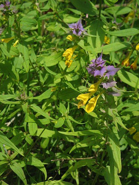 File:Melampyrum nemorosum003.jpg