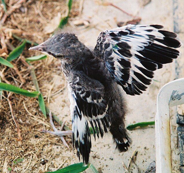 File:Mockingbird Chick011.jpg