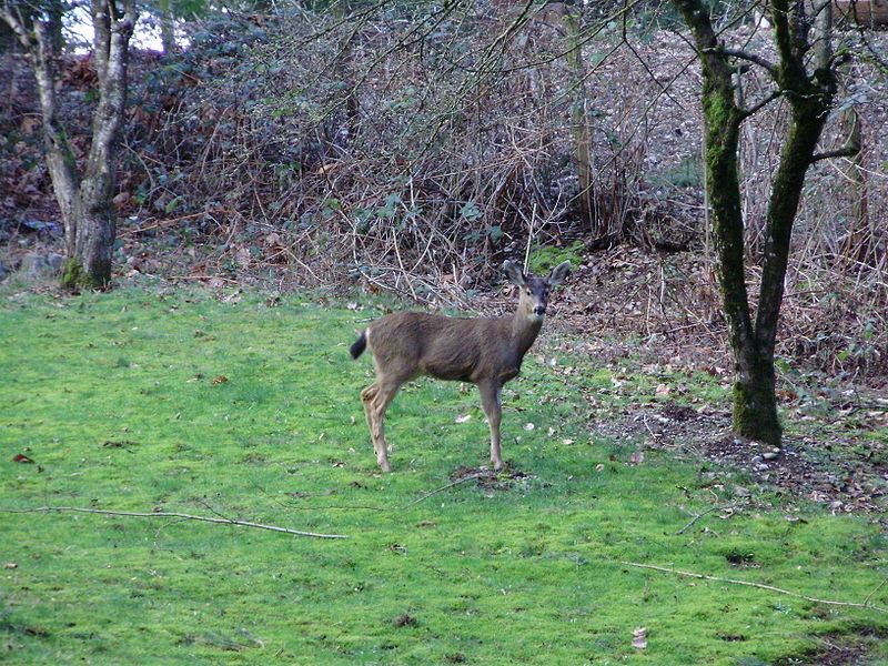 File:Mule Deer.jpg