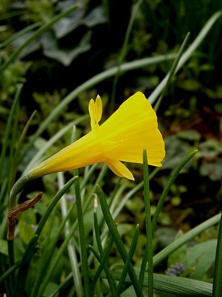 File:Narcissus bulbocodium close-up4.jpg