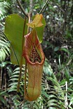 A recently opened pitcher with typical colouration from the Pantaron Range, Mindanao