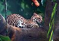 The ocelot Leopardus pardalis of Woodland Park Zoo in Seattle, Washington