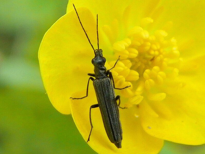 File:Oedemera lurida.jpg