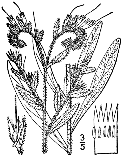 File:Onosmodium virginianum BB-1913.png