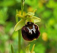 Ophrys sphegodes