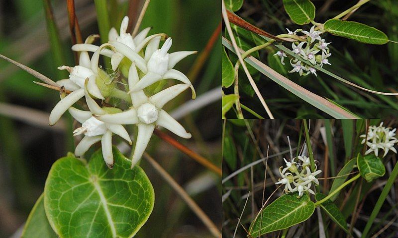 File:Oxypetalum macrolepis.jpg