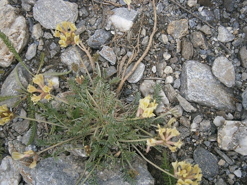 File:Oxytropis campestris 001.JPG