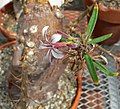 Pachypodium succulentum