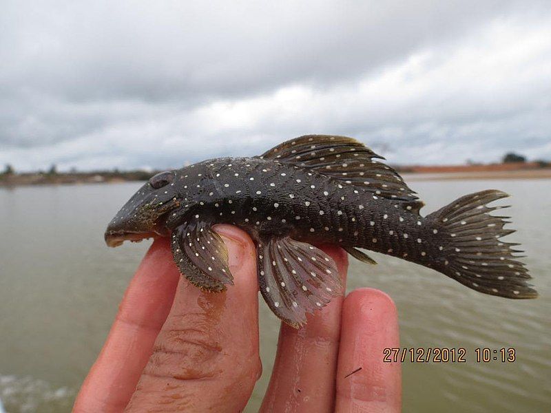 File:Parancistrus nudiventris.jpg