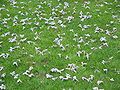 Paulownia tomentosa fallen flowers