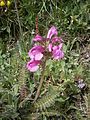 Pedicularis kerneri