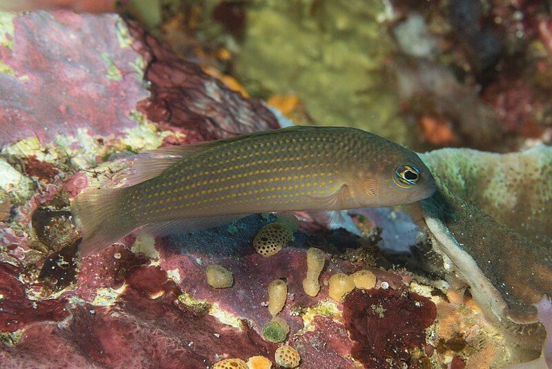 File:Pseudochromis flavopunctatus.jpg