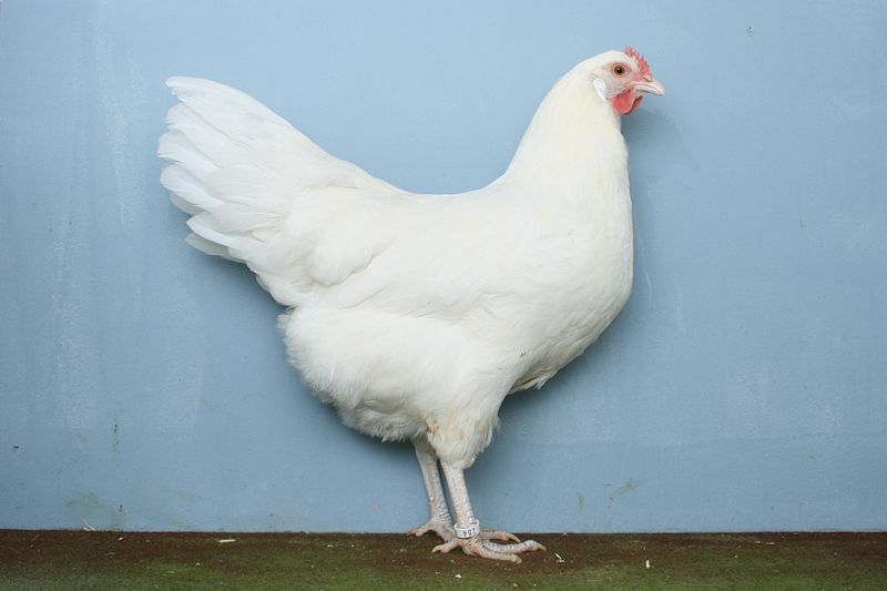 File:Sachsenhuhn - Henne.jpg