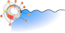 Schema Auge Vieraugenfisch.svg