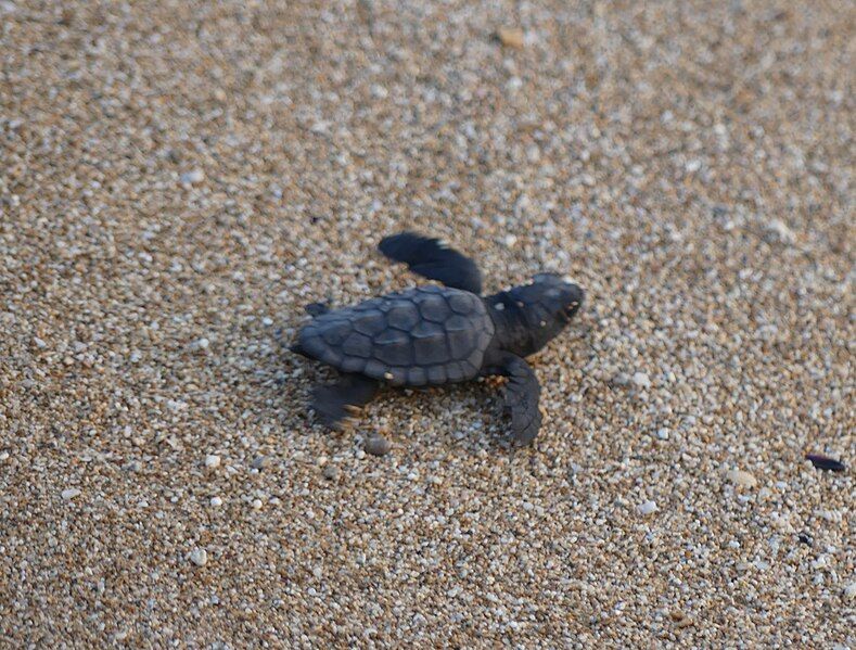 File:SeaTurtleHatchling-MansouriBeachLebanon RomanDeckert13082019-01.jpg