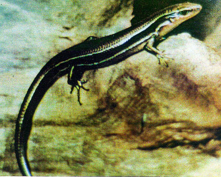 File:Skink.jpg