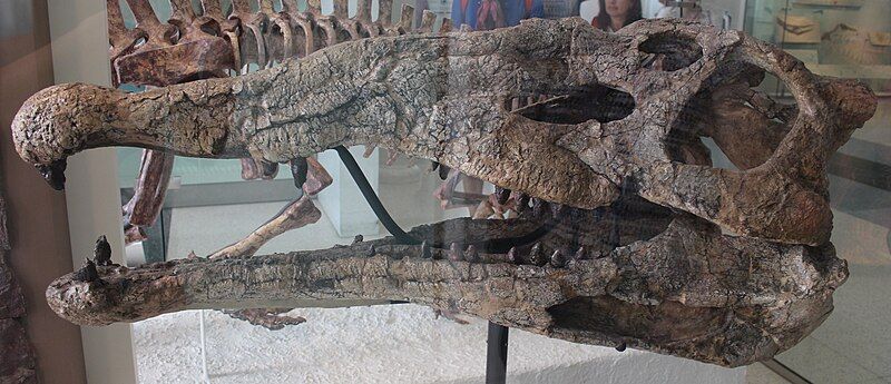 File:Smilosuchus AMNH.jpg