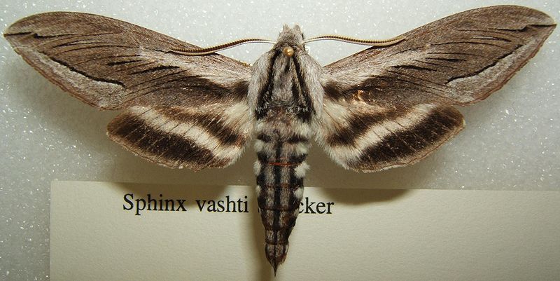 File:Sphinx vashti sjh.JPG