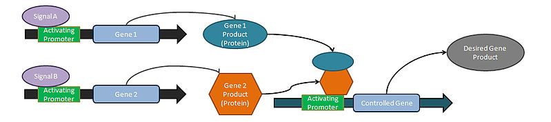 File:SynBioCirc-AndLogicGate.jpg