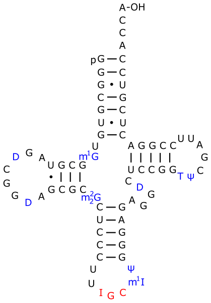 File:TRNA-Ala yeast.svg