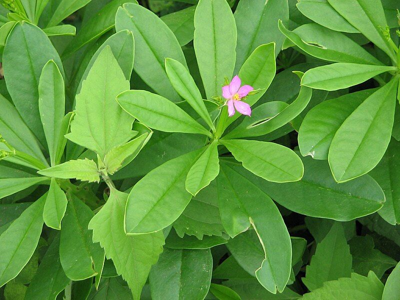 File:Talinum fruticosum1.JPG