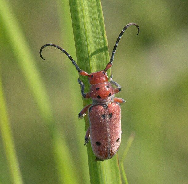 File:Tetraopes texanus P1100663a.jpg