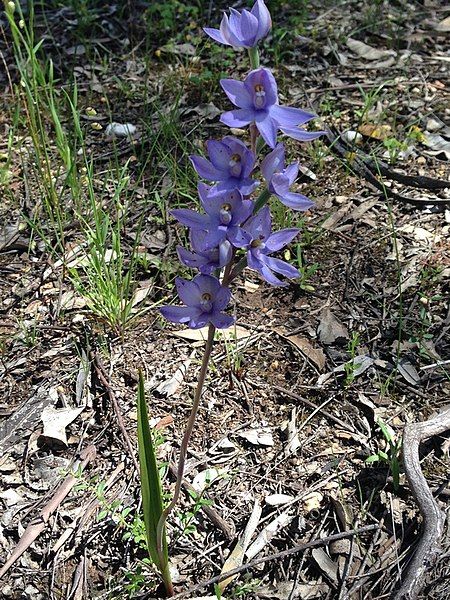 File:Thelymitra megacalyptra habit.jpg