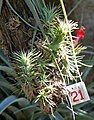 Tillandsia funckiana