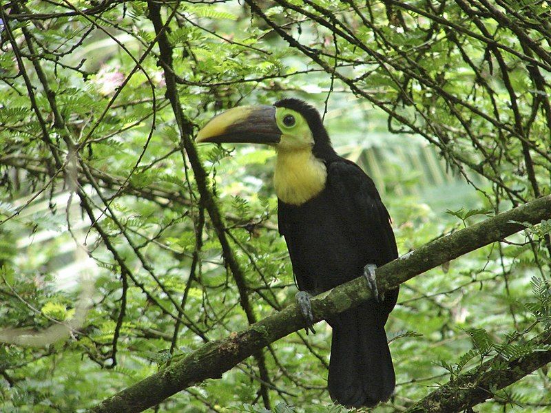 File:Toucan- Costa Rica.jpg