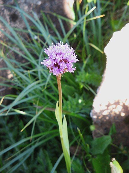 File:Traunsteinera globosa001.jpg