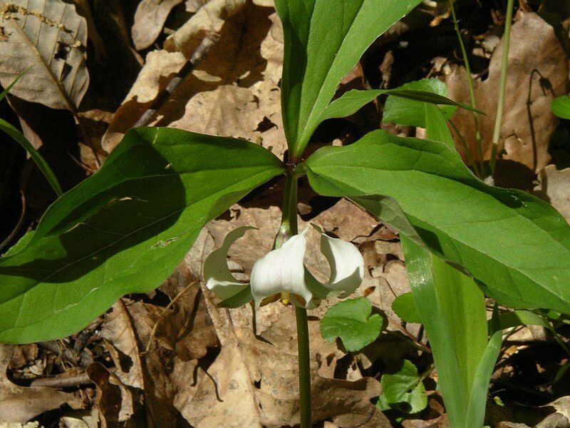 File:Trillium catesbaei.jpg