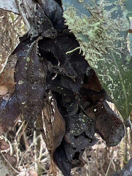 File:Uroplatus phantasticus 446046906.jpg