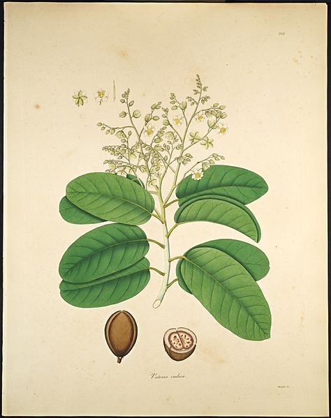 File:Vateria indica.jpg