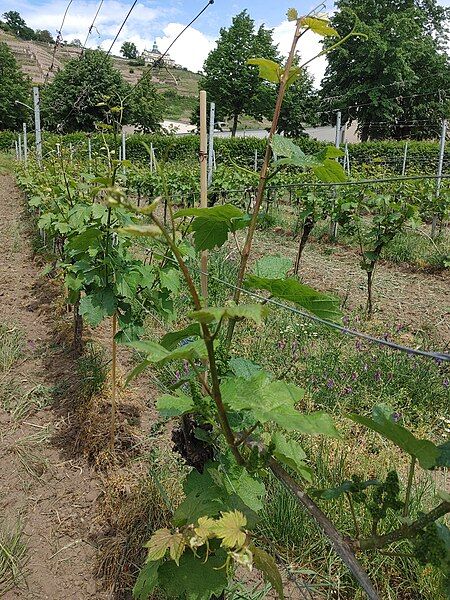 File:Vines in spring.jpg