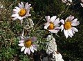 Chrysanthemum zawadskii