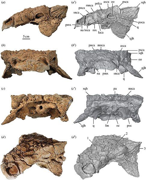 File:Zuul skull.jpg